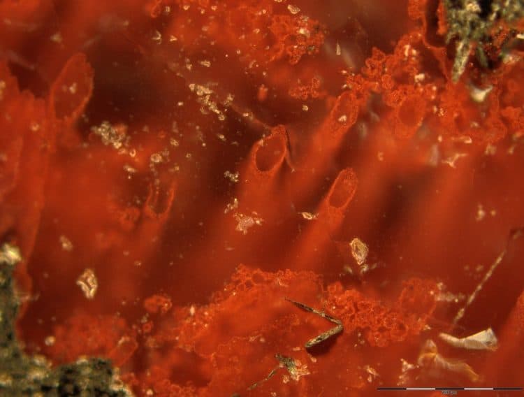 Cientistas encontram fósseis mais antigos da Terra e se aproximam da origem da vida no planeta