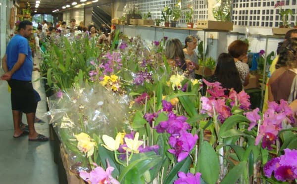 Fest Orquídeas prepara programação especial para o mês dos pais
