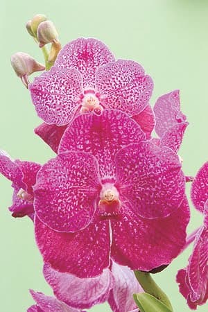 Natal recebe Fest Orquídeas próximo mês