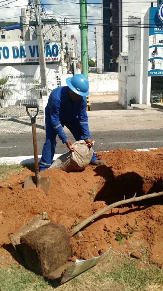 Replantio de mudas na Avenida Senador Salgado Filho acontece neste sábado