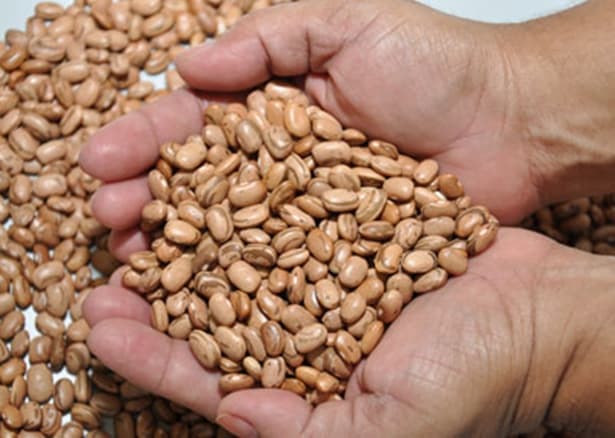 Governo do Estado vai distribuir 595 toneladas de sementes a 45 mil agricultores