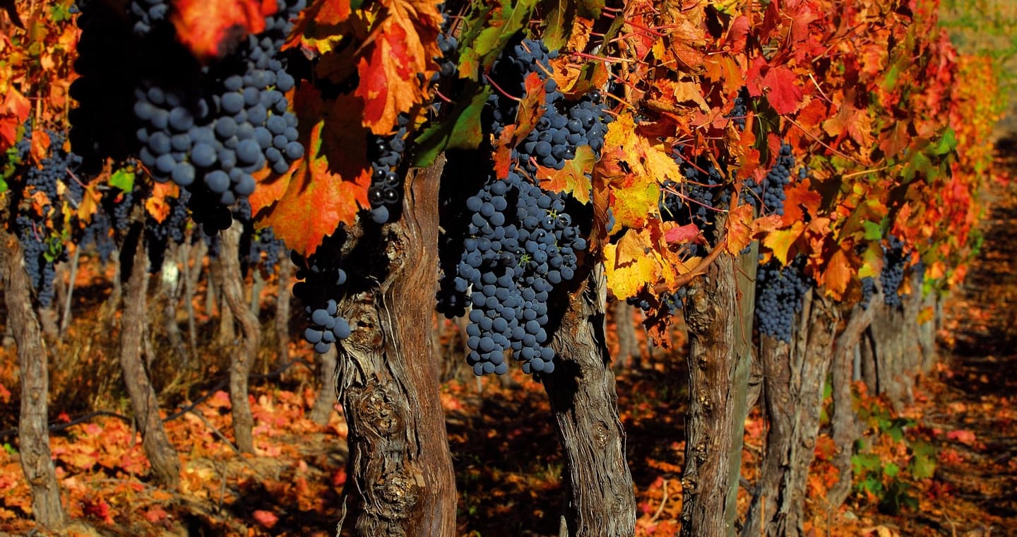 Nordestão promove evento de degustação de vinhos