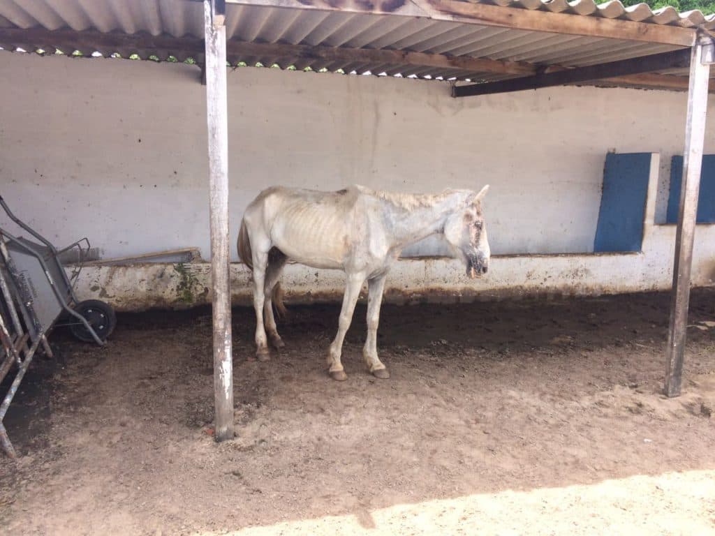 Prefeitura se recusa a receber doação de remédio para animal doente no curral municipal de Natal