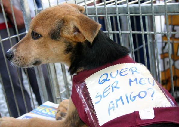 Natal Shopping recebe feira de adoção de pets no sábado