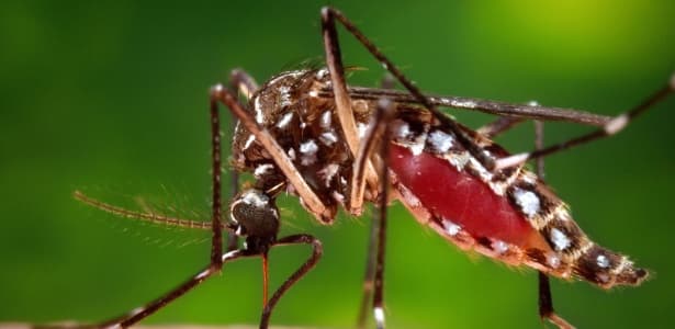 Nordeste pode ter novo surto de zika ainda neste ano, indica estudo