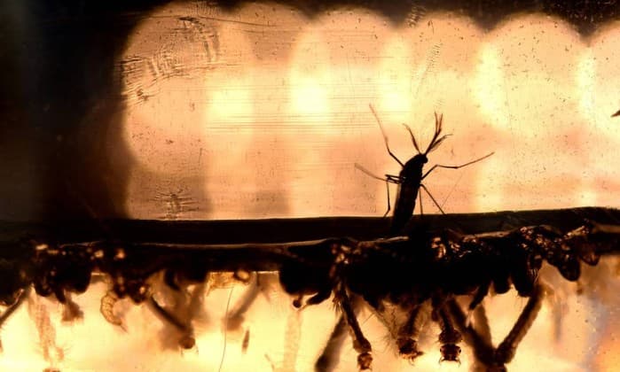 Vírus zika também pode provocar mielite, grave doença neurológica