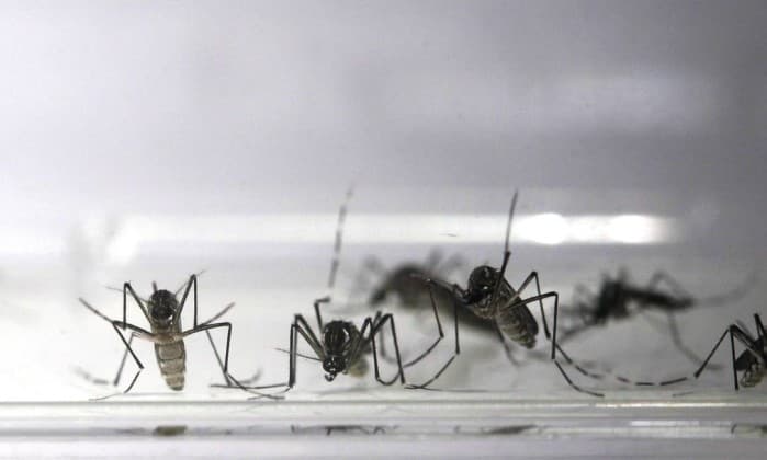 Após confirmar morte por zika, Ministério da Saúde pede mais apuração de terceiro caso, no RN