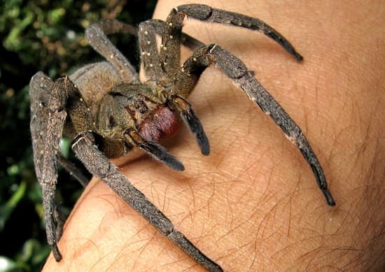 Picada de uma mais venenosas aranhas brasileiras provoca ereção de 4 horas e pode substituir Viagra