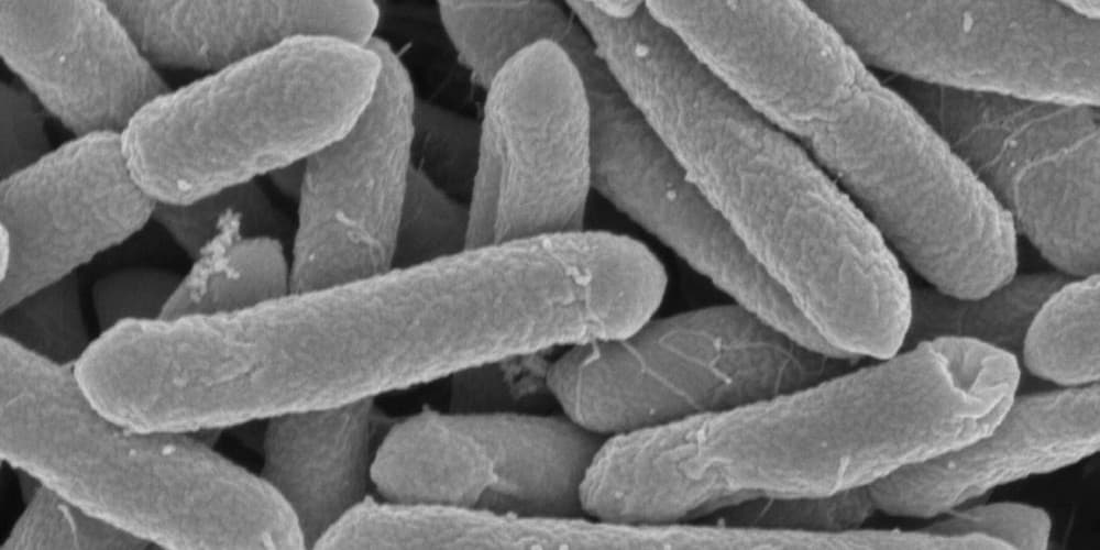 Bactéria isolada em uma caverna por 4 milhões de anos é resistente a 18 antibióticos diferentes