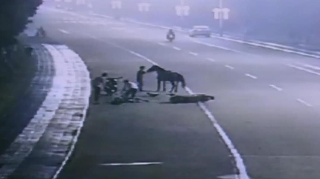 VÍDEO - (BAIXOU O CAPETA): Cavalo persegue moto em rodovia até derrubá-la