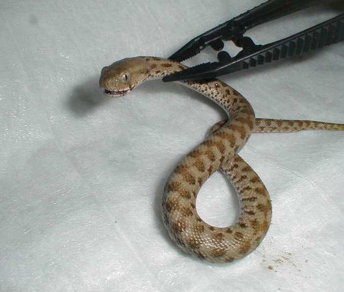 Agricultor é picado no pênis por cobra venenosa ao urinar em mato