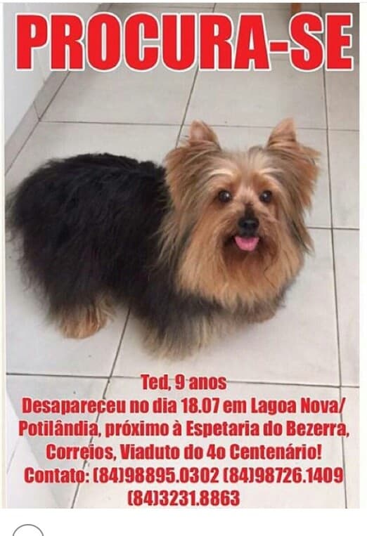 Família procura informações de cachorro desaparecido