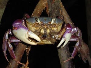 Captura do caranguejo-uçá está proibida no RN e mais nove estados