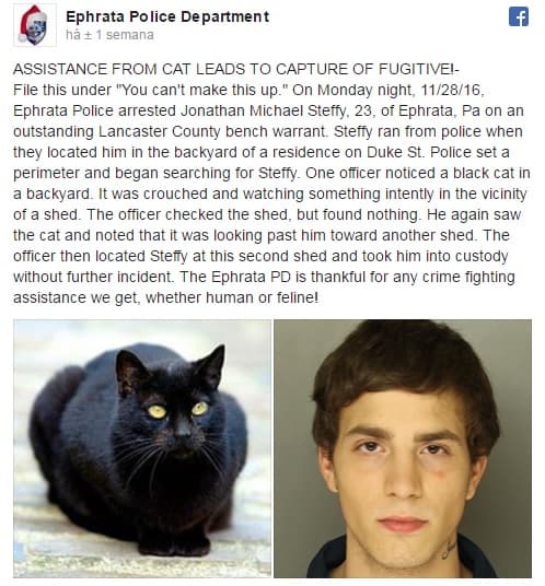 Gato-herói dá pista a policial e ajuda a capturar fugitivo nos EUA