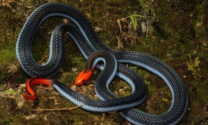 FOTO: Veneno de uma das cobras mais mortais pode servir de analgésico