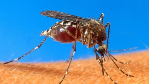ALERTA: Aedes aegypti pode estar espalhando MAIS UM vírus em todo o Brasil