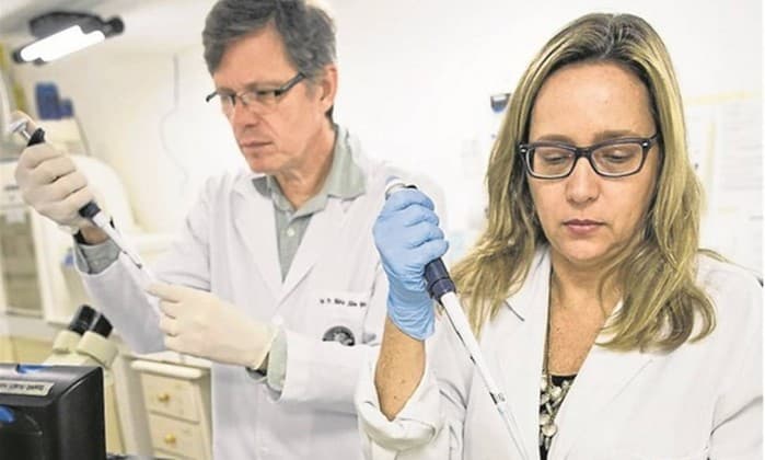 Pesquisa quer usar plantas transgênicas contra ‘Aedes’