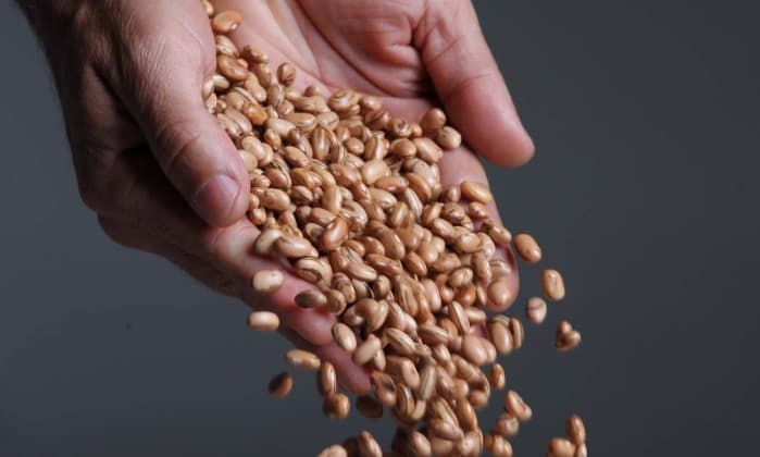 Com preço em alta, Brasil decide liberar importação de feijão; produto virá de Argentina, Paraguai e Bolívia