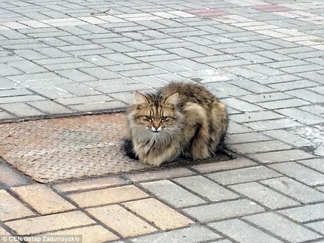 FOTOS: Gato volta todos os dias para o mesmo local que foi abandonado em 2015 para esperar por seus donos