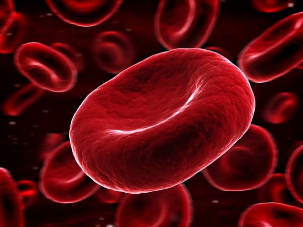 Descoberta muda todo o conhecimento sobre a produção do sangue no corpo humano