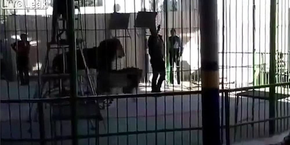 VÍDEO: Em circo, domador é atacado por leão na frente da plateia, e morre