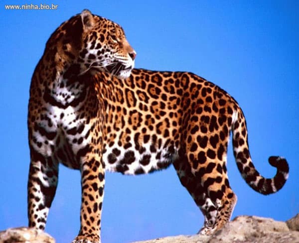 Projeto de lei quer liberar caça de animais selvagens no país