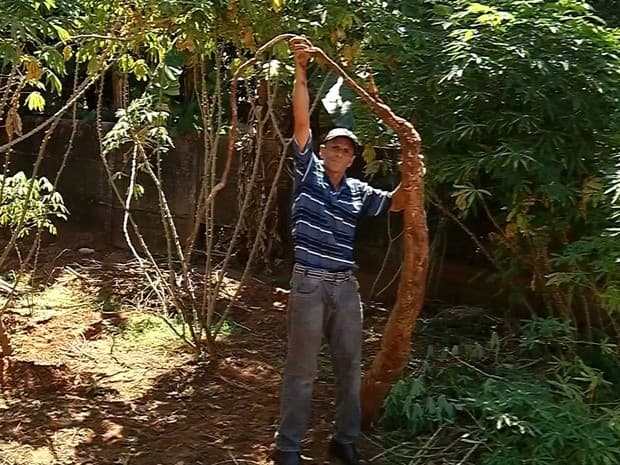 FOTO: Mandioca gigante nasce em quintal e chama a atenção de produtor