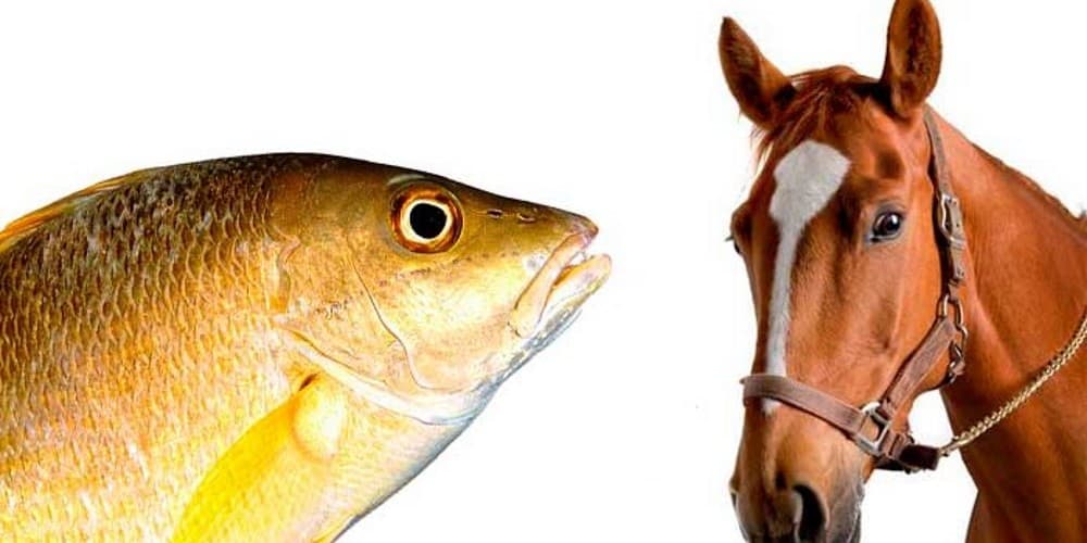 Biólogo brasileiro afirma que peixe é “primo” do cavalo e quer mudar a divisão animal atual