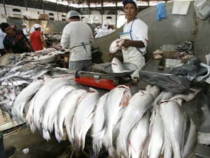 Governo distribui 120 toneladas  de peixe para a Semana Santa
