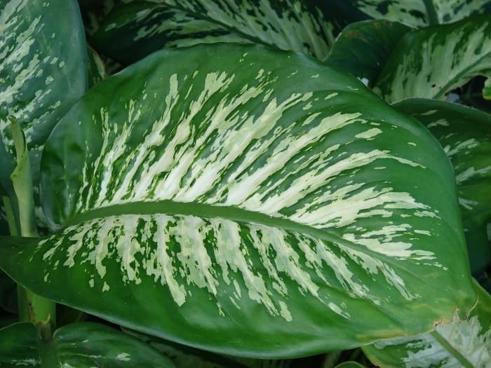 Você tem uma planta assassina em casa e não sabia