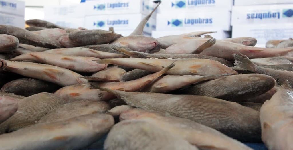 FOTOS: Governador acompanha doação de peixes em Macaíba e em bairros de Natal
