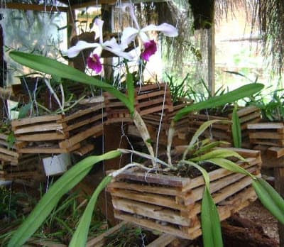 Festival de Orquídeas acontece próxima sexta-feira em Natal com oficinas gratuitas