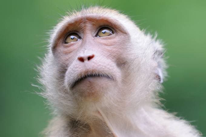 Metade das espécies animais pode sumir até o final do século