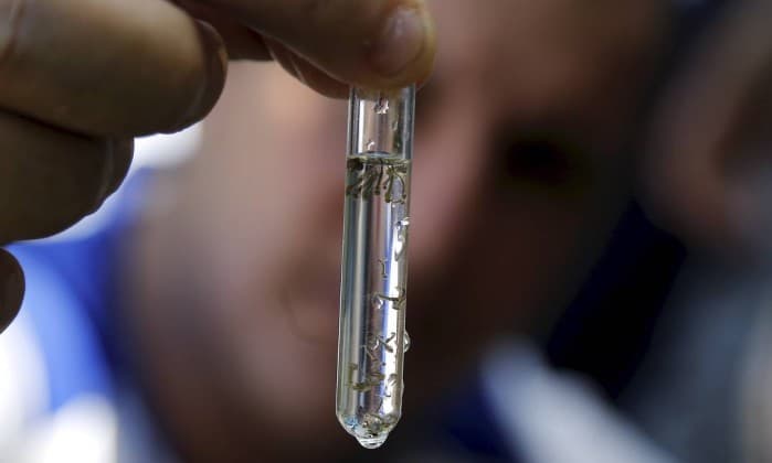 Fiocruz detecta presença ativa da zika em saliva e urina e alerta para infecção