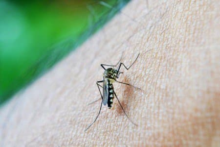 Sesap alerta para a prevenção contra a dengue, zika e chikungunya; 78% dos municípios no RN apresentam índice de infestação predial