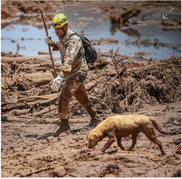 Cadela dos Bombeiros que atuou ajudando nas buscas das vitimas em Brumadinho morre após complicação de parto