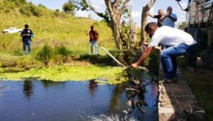 Prefeitura de Ceará-Mirim realiza novamente soltura de alevinos e peixes em comunidades do município