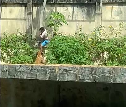 Morte de homem dentro de jaula dos leões expõe falha grotesca de segurança no Parque da Bica, em João Pessoa
