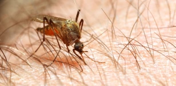 Cientistas querem mudar "sabor humano" para espantar mosquito da malária