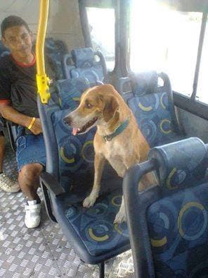 FOTO: Cachorro sobe em ônibus, senta em banco e depois pede para descer em parada desejada