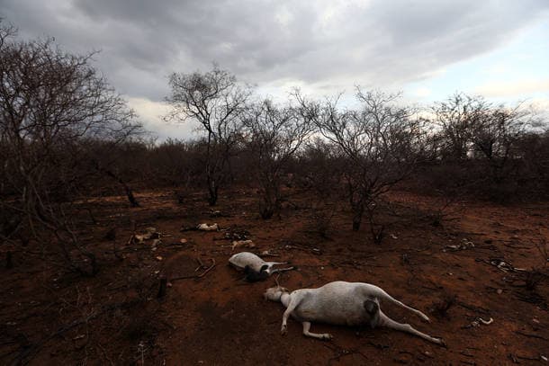 Nordeste enfrenta maior seca em 100 anos