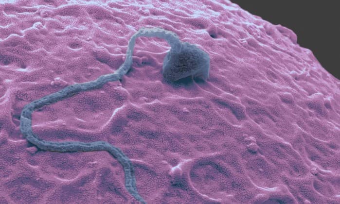 Pesquisa sobre pílulas contraceptivas para homens avança e pode chegar ao público em 2021
