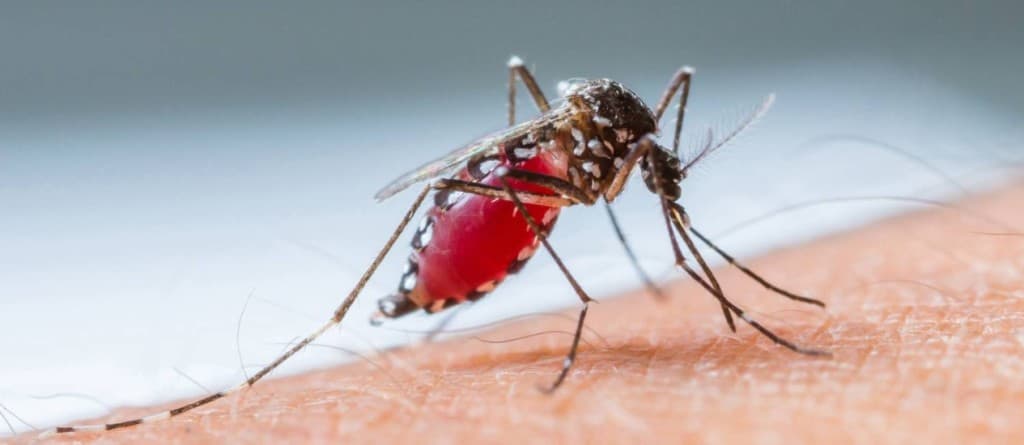Preferência de mosquitos por uma pessoa pode estar nos genes