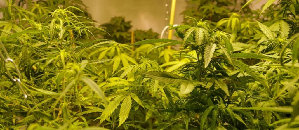 Maconha pode matar células de câncer, aponta estudo financiado pelos EUA