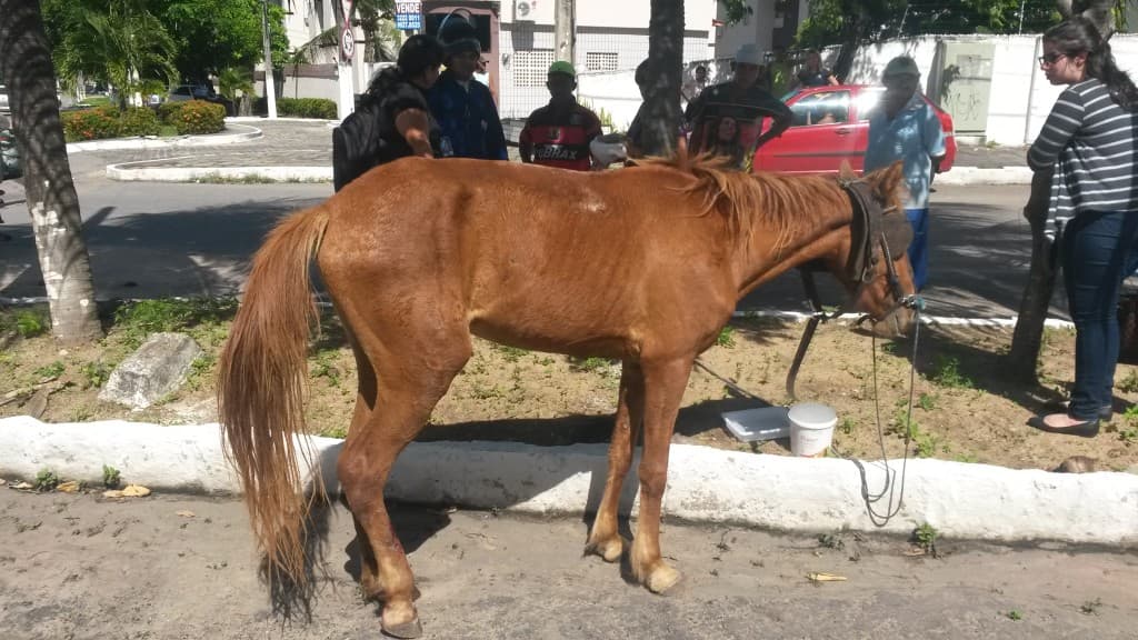 VÍDEOS: Cavalo é resgatado depois de ter pernas presas em uma canaleta em Candelária