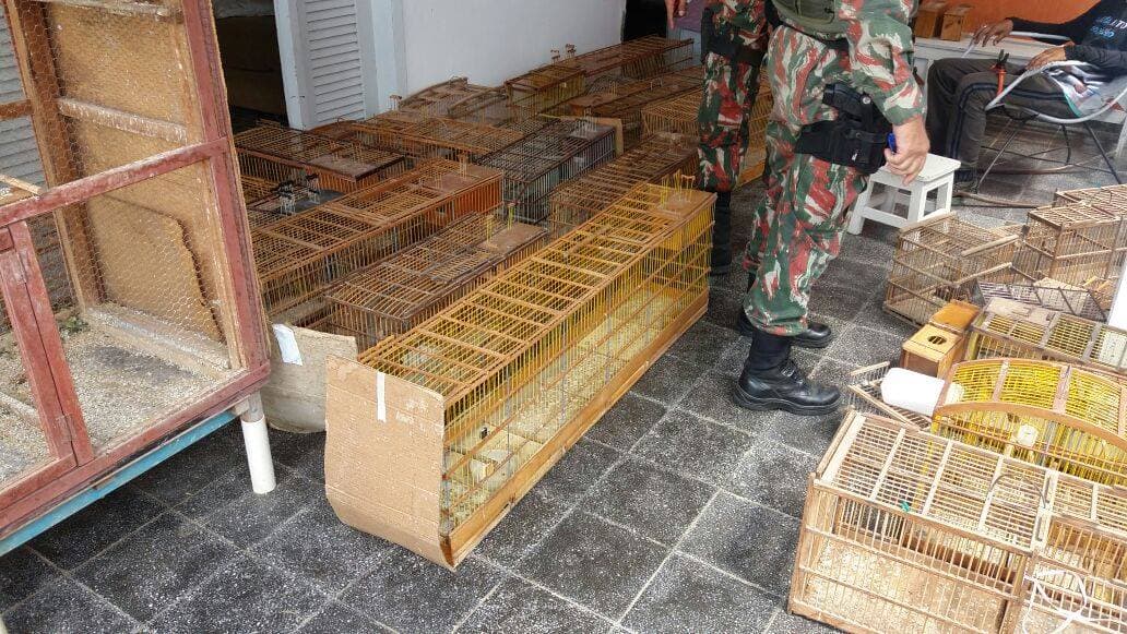 FOTOS: CIPAM apreende mais de 70 pássaros silvestres em Currais Novos
