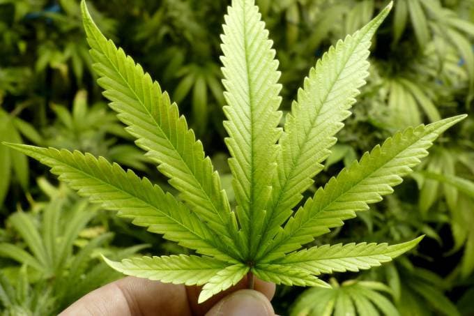Maconha é reconhecida como planta medicinal pela Anvisa