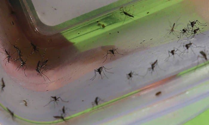 Estudo mostra que é possível se infectar com zika, dengue e chicungunha ao mesmo tempo
