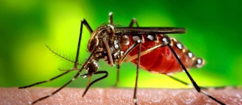 Febre amarela pode voltar a circular nas cidades por meio de dois mosquitos, aponta estudo da Fiocruz