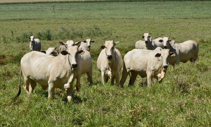 Cientistas brasileiros desenvolvem bois e vacas ‘turbinados' com 10% a mais de carne